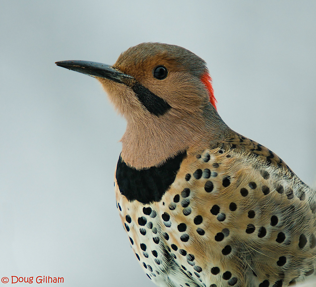 Northern Flicker