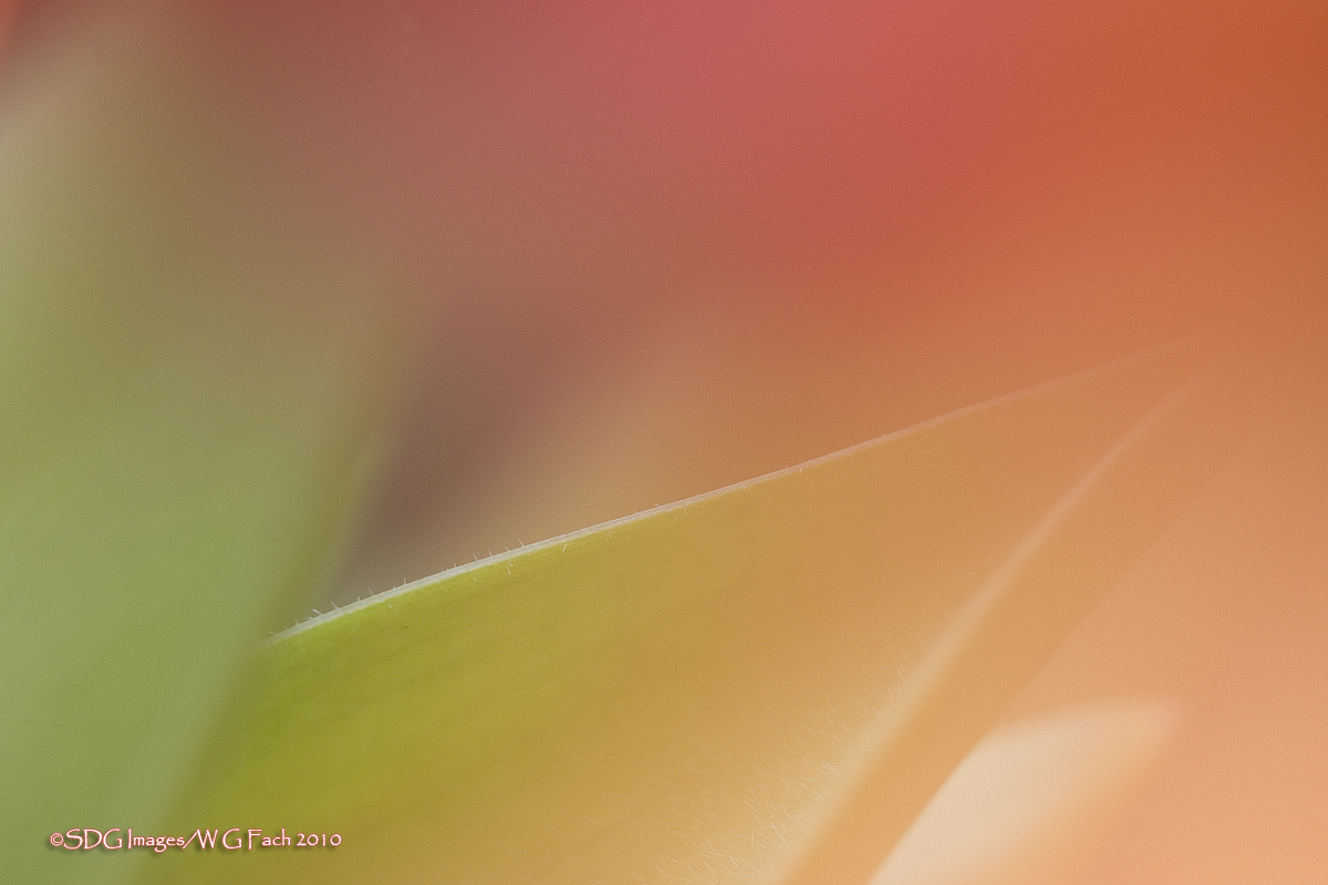 Pastel Edges
