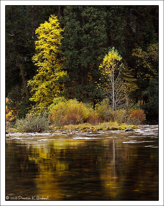 Maples on the Merced