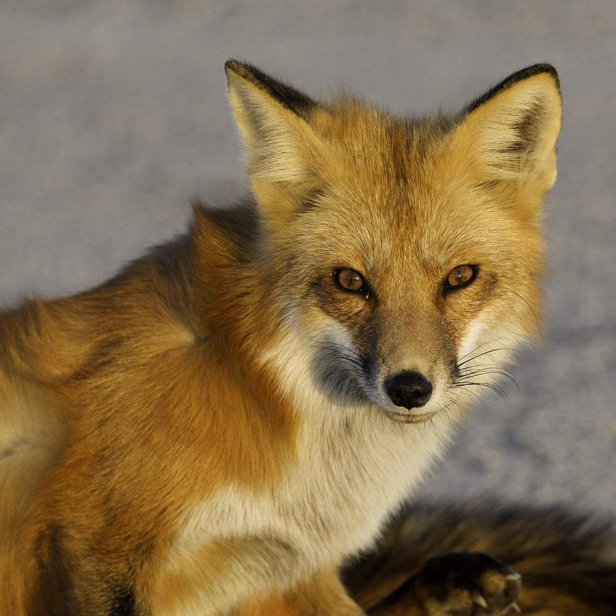 Fox Portrait