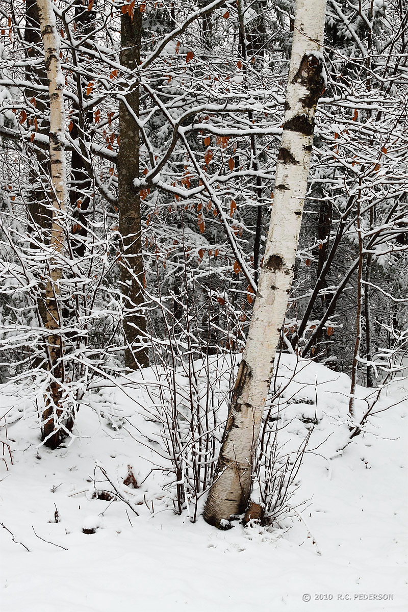 Snow Laden