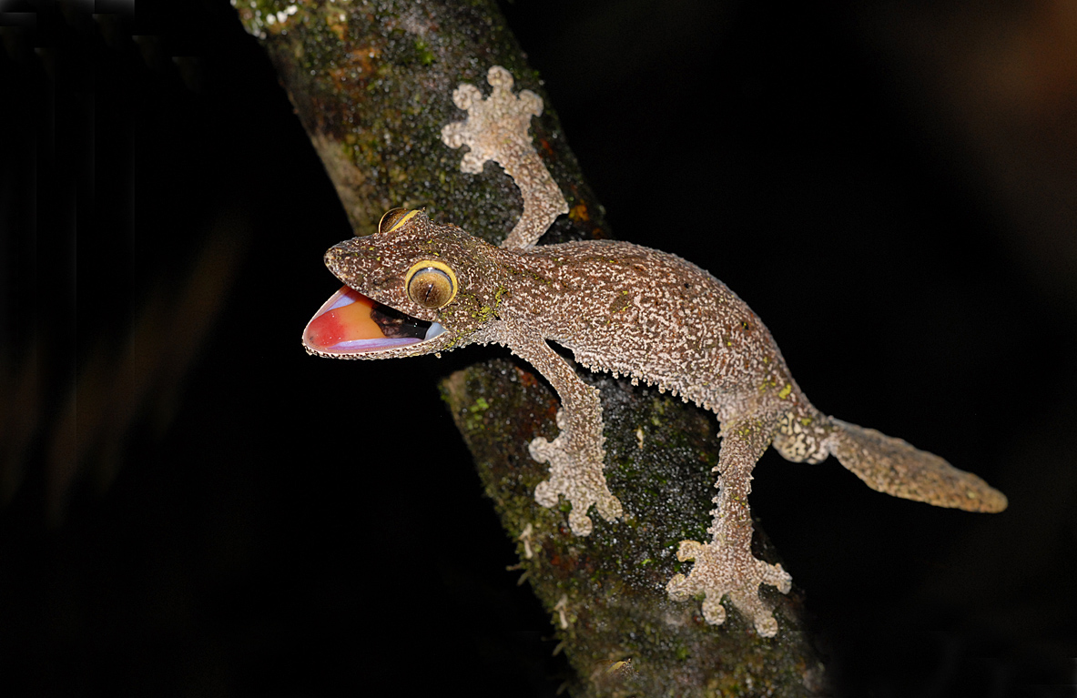 Mossy leaf-tailed gecko