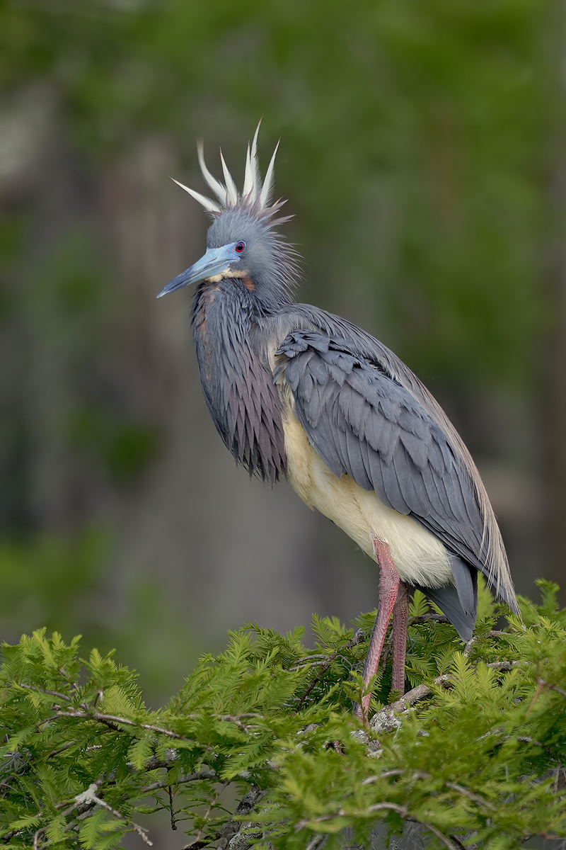 Tricolored Heron