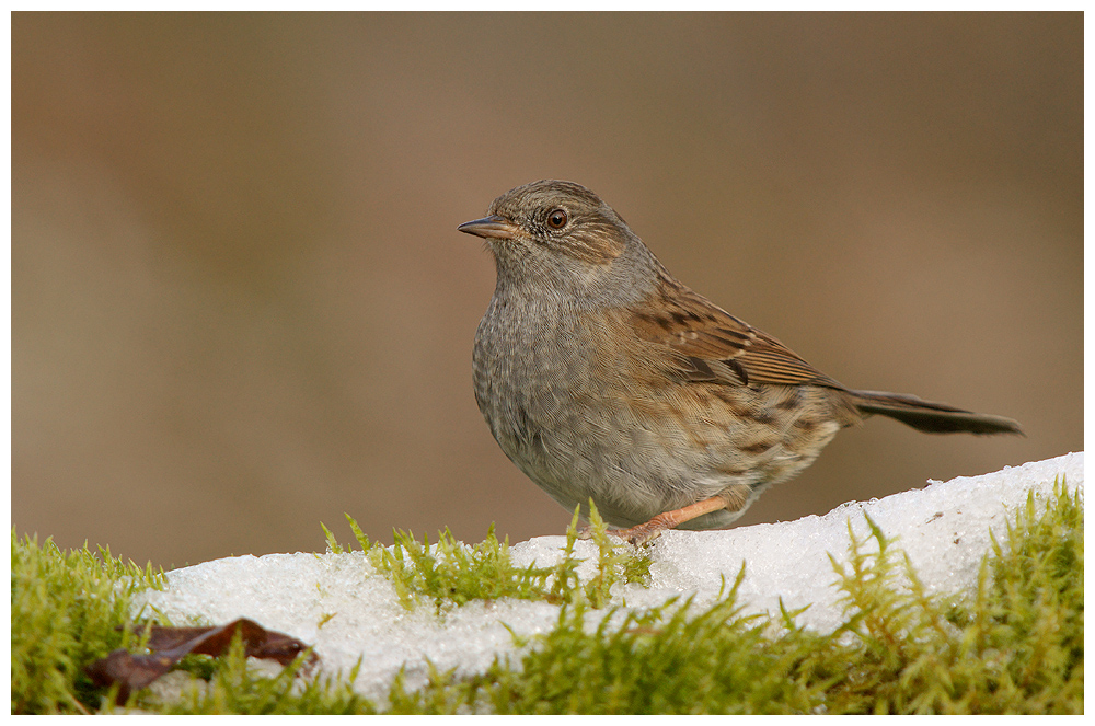 Dunnock in snow
