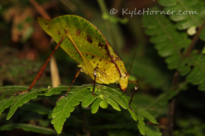 Leaf-mimicking Katydid