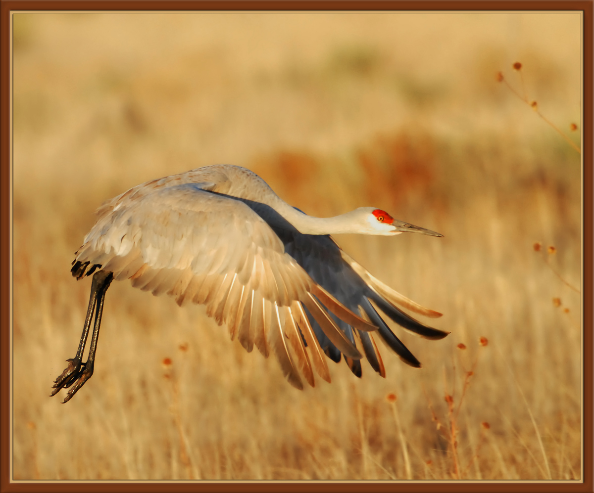 Sandhill Sunset w/Re-post