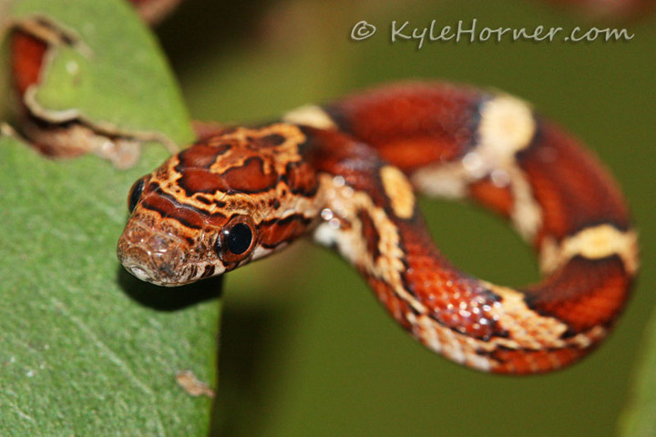 Corn Snake