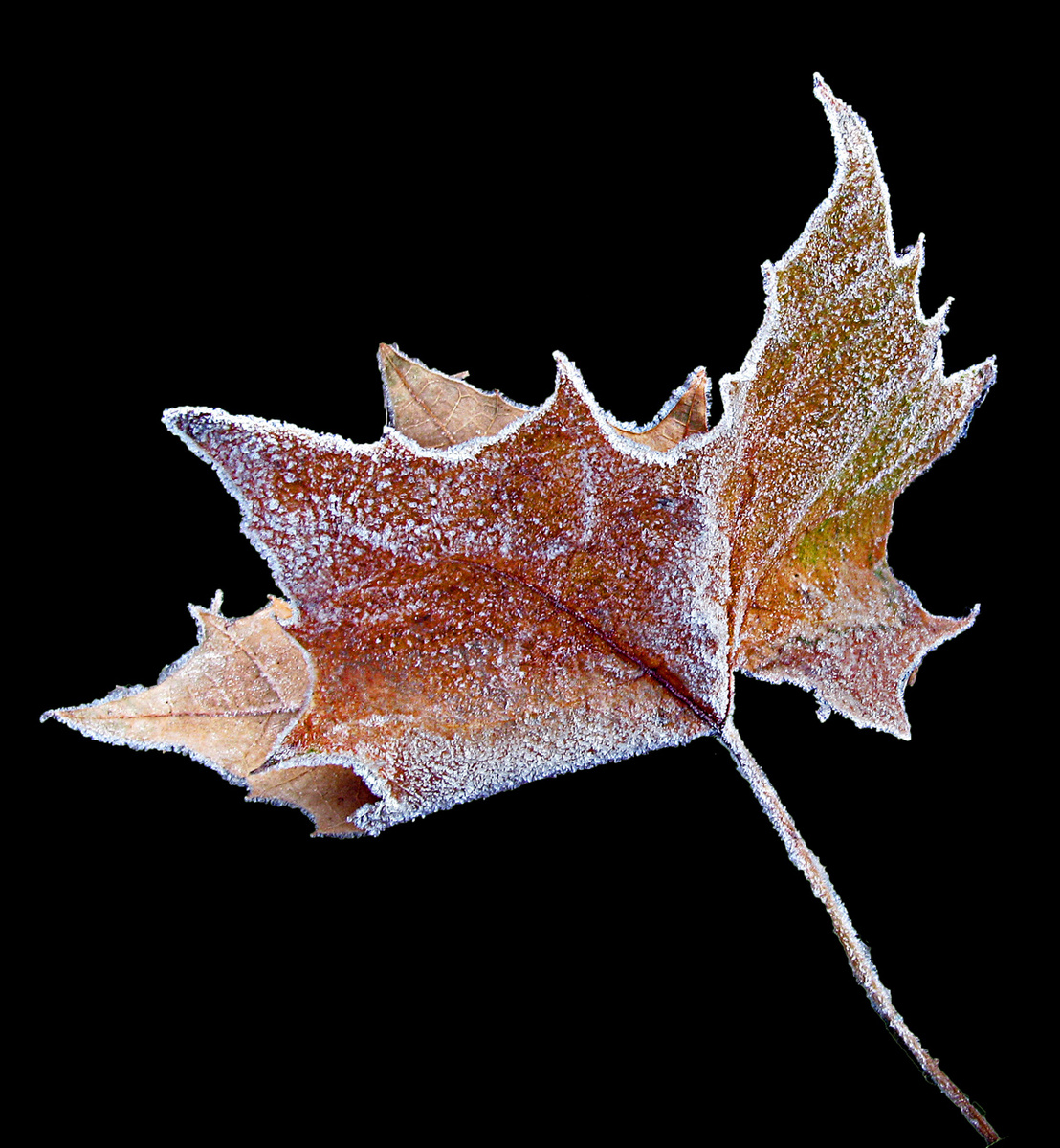 Frosted Leaf #1