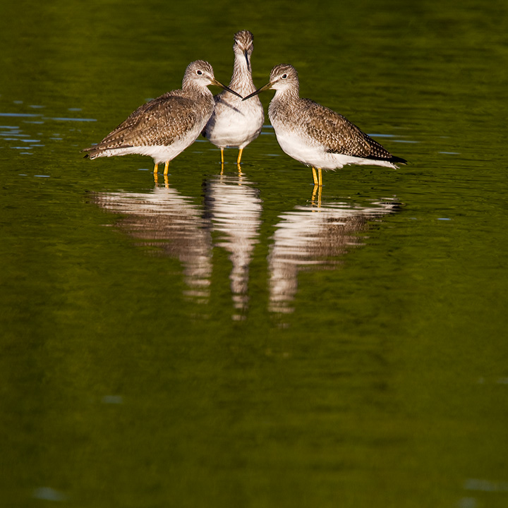 Trio