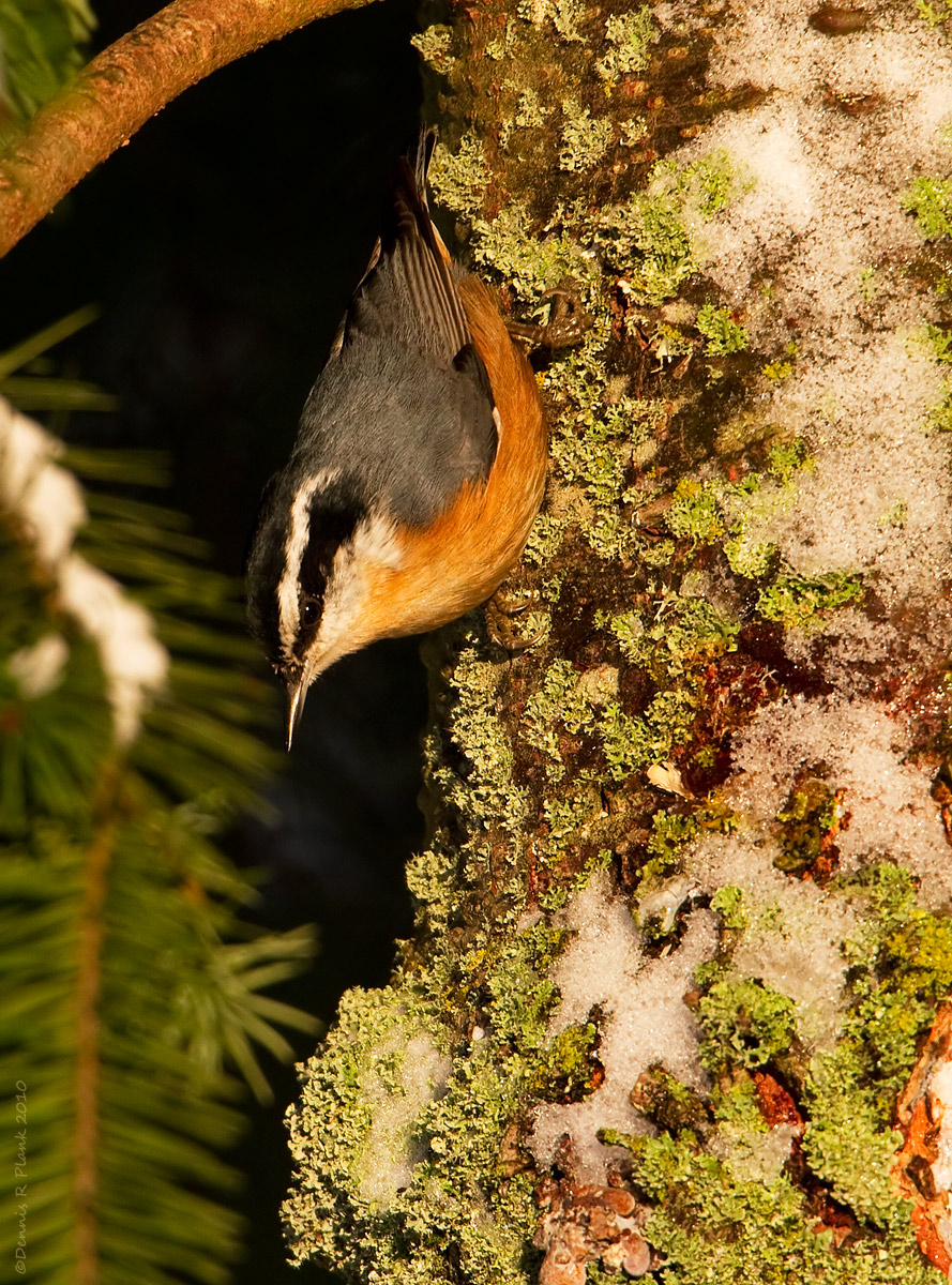 Red-Breasted Nuthatch