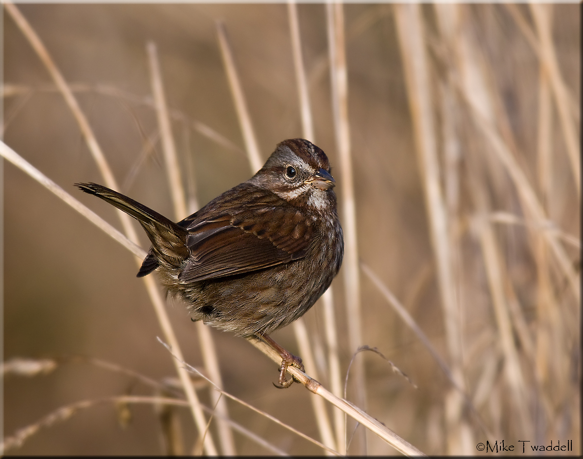 Song Sparrow