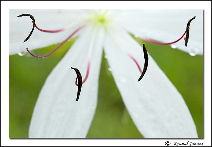 Woodrow's Crinum Lily