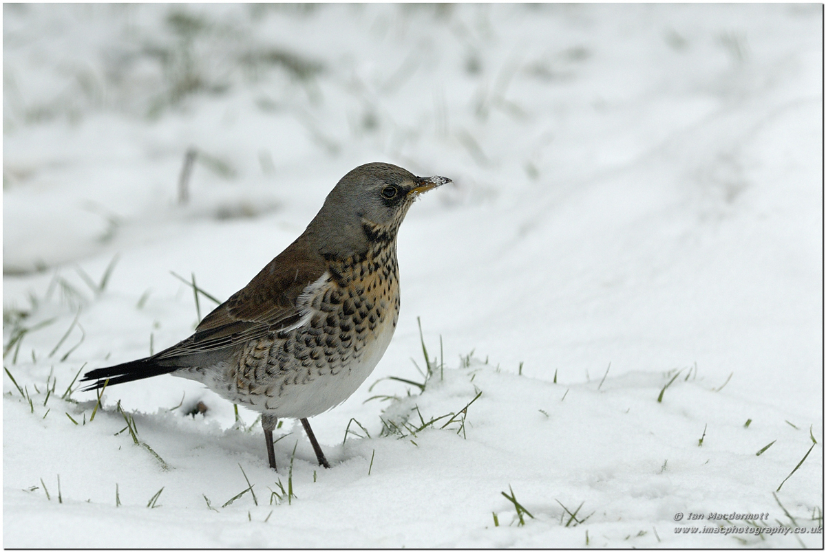Another Fieldfare
