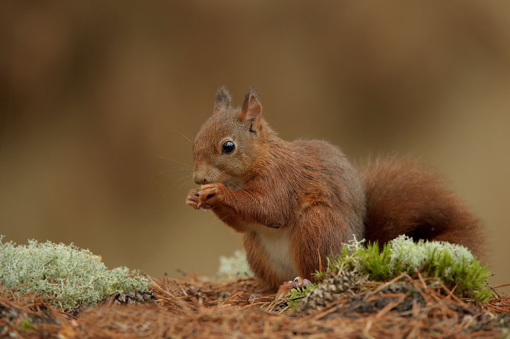 On the forest floor