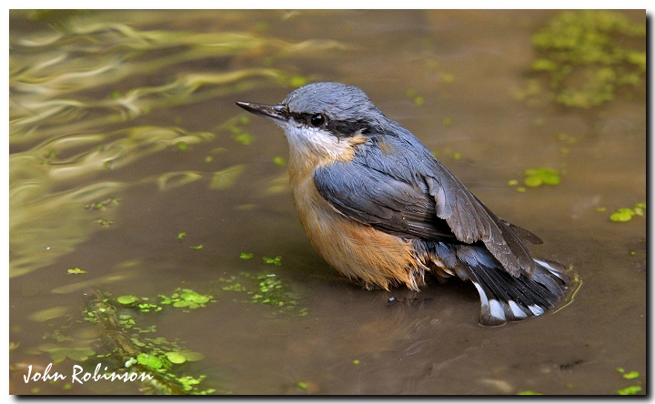 Nuthatch bathing
