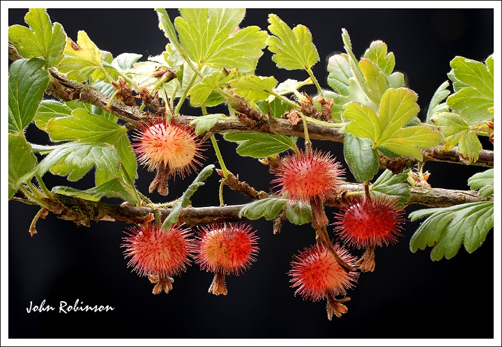 Gooseberries