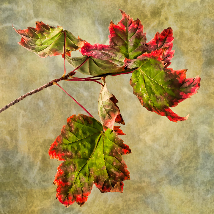 Autumn Cluster