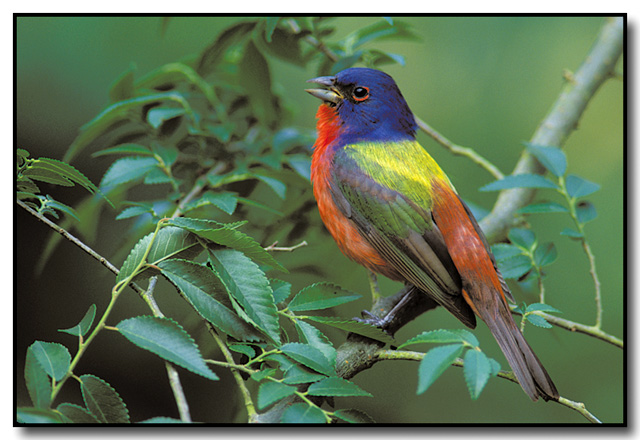 Painted Bunting