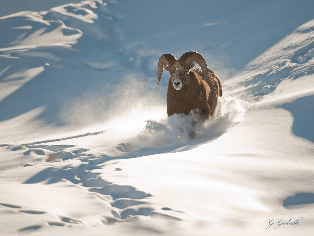 Bighorn Ram