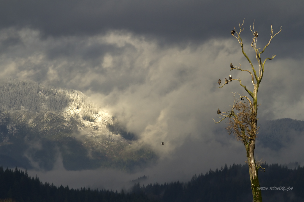 The Eagle Tree