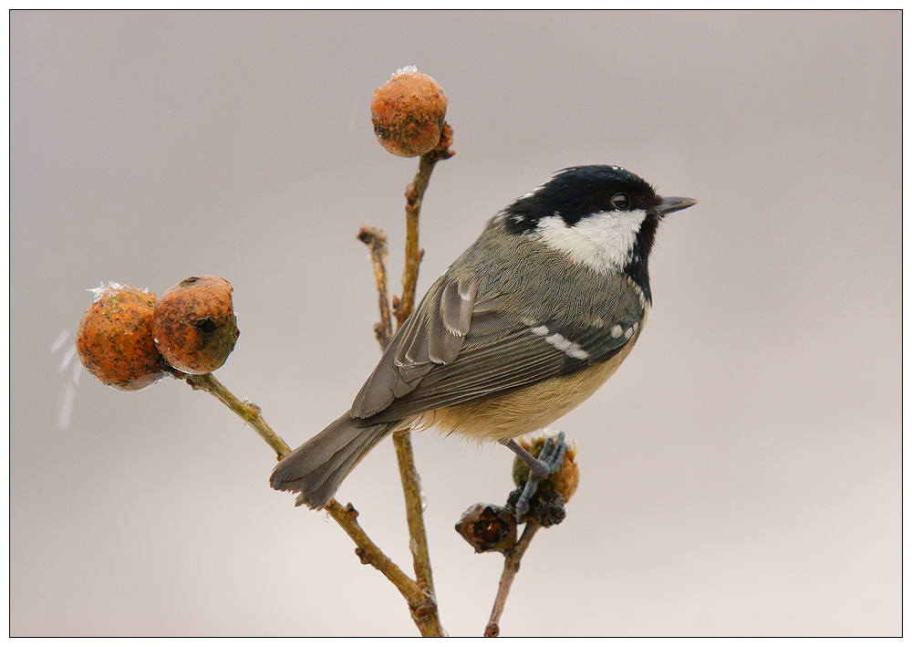 Coal Tit on Galls