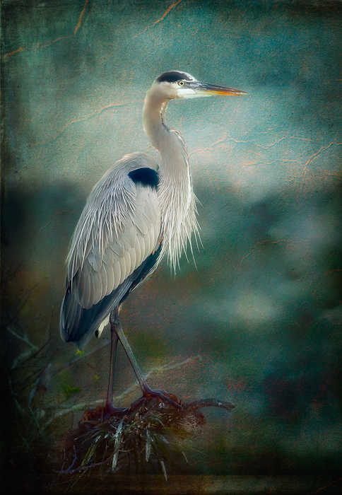 Great Blue at Sunrise