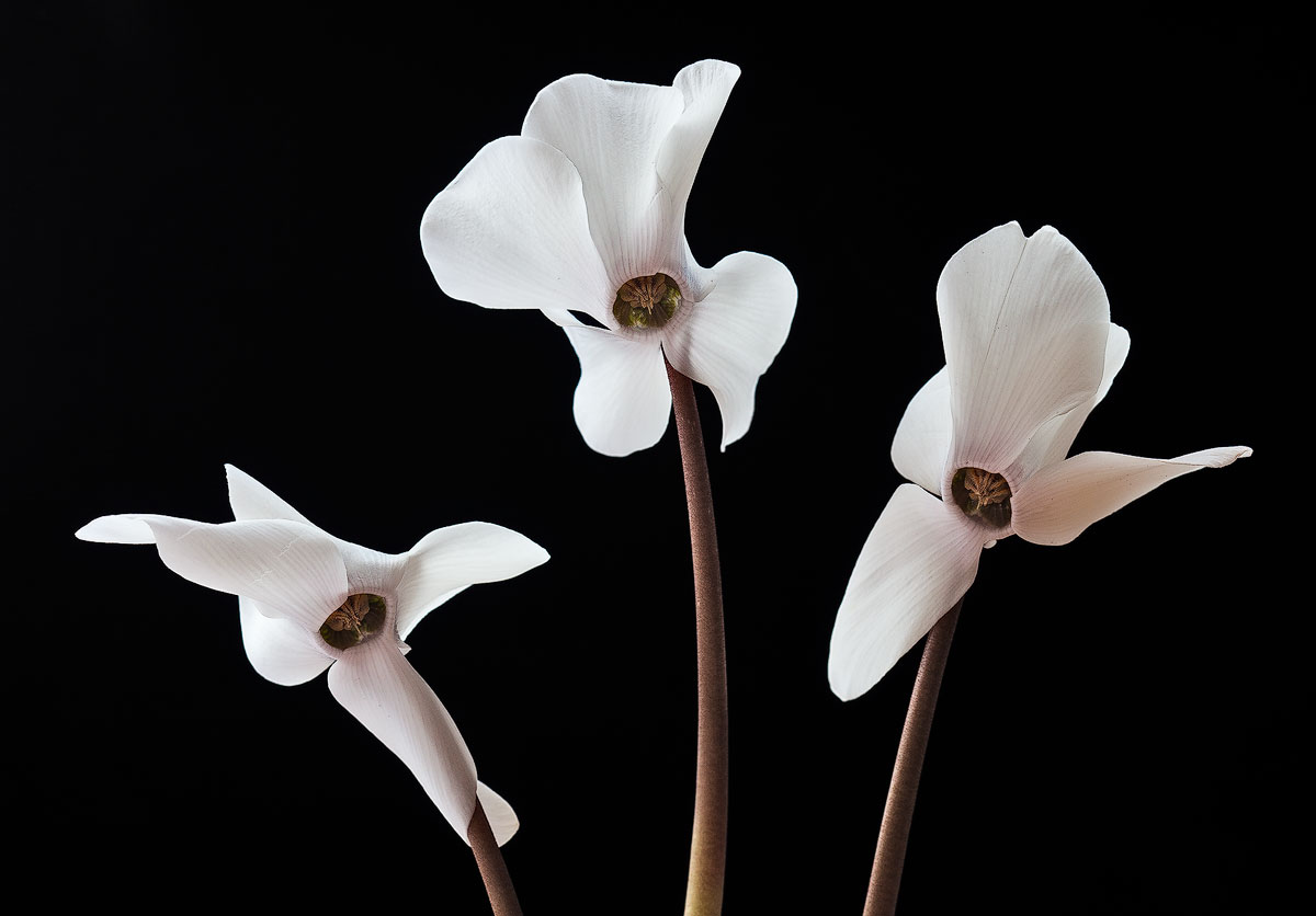 Three Sisters