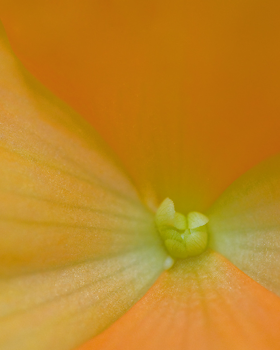 Begonia Macro