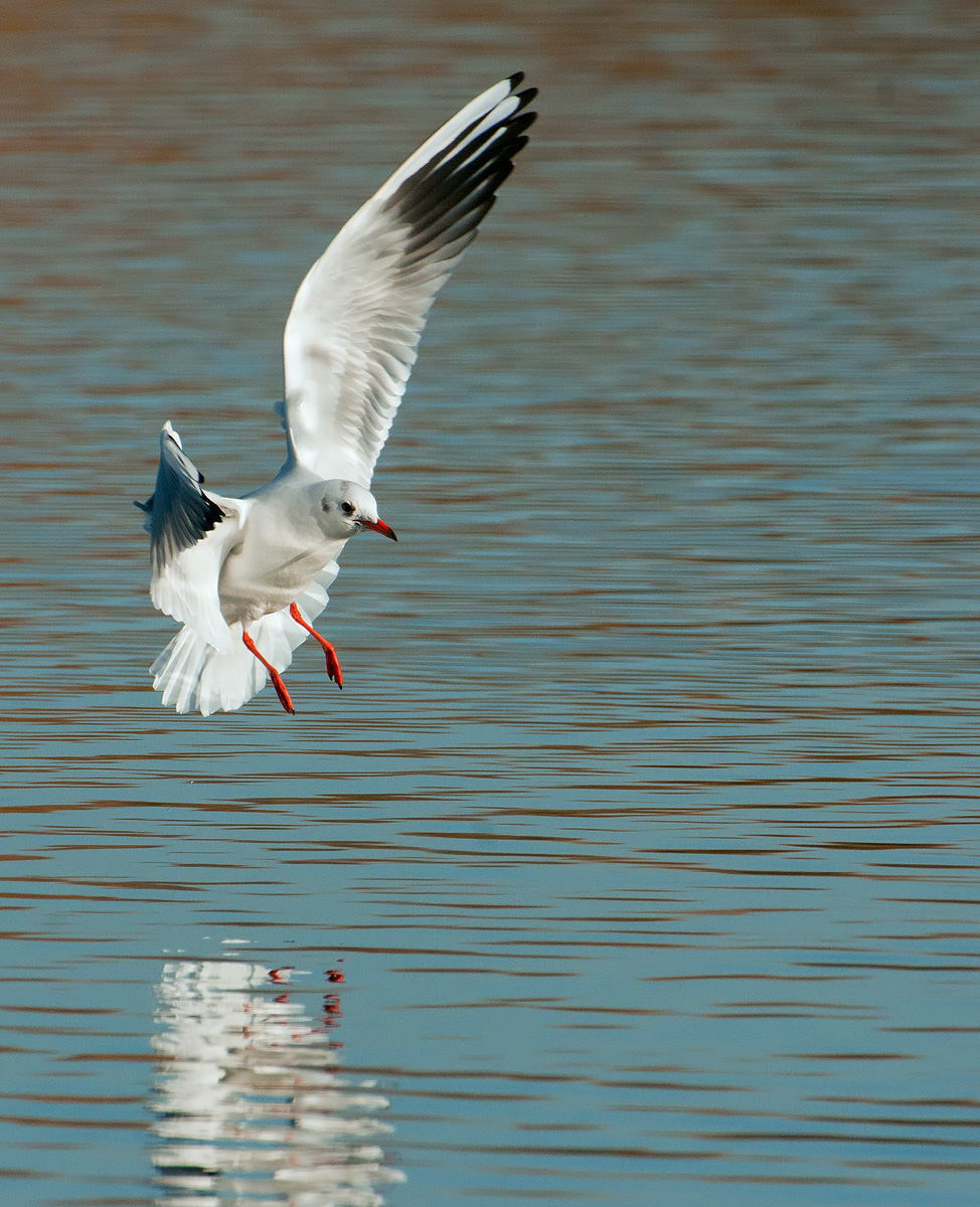 Black-headed Gull