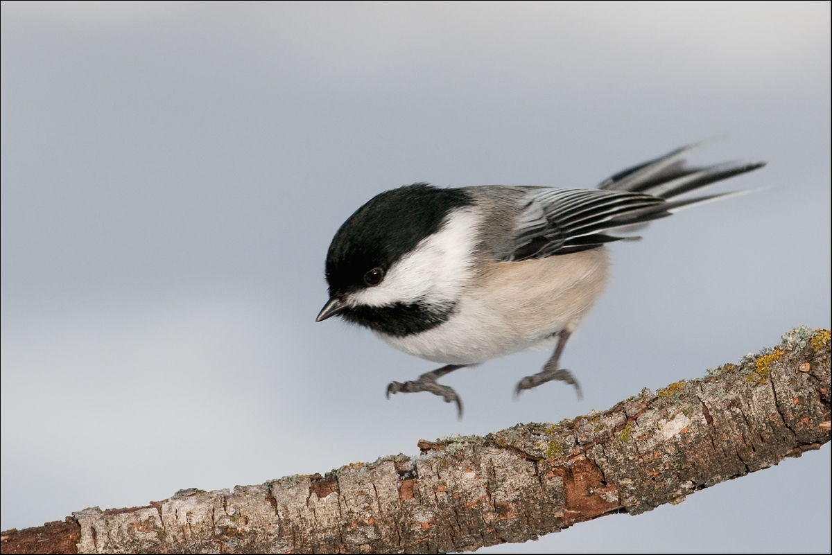 Chick Landing