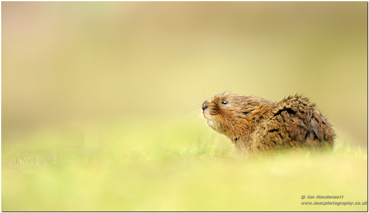 Ratty on the bank
