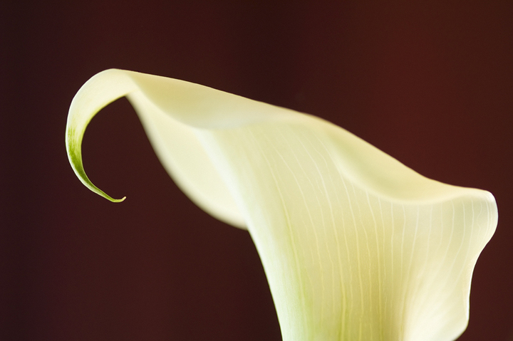 Christmas Calla Lily