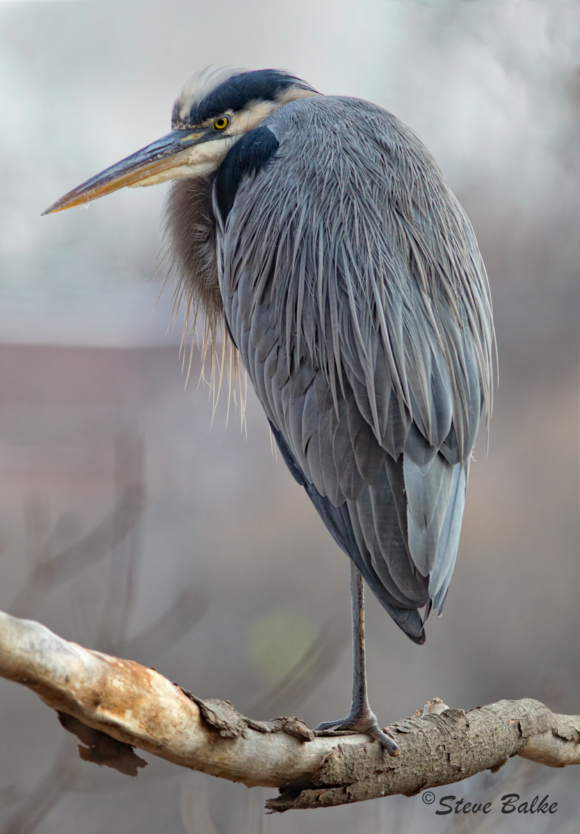 GBH+Repost 