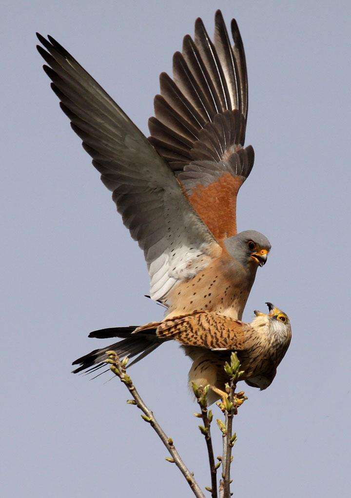 Mating lesser kestrel  