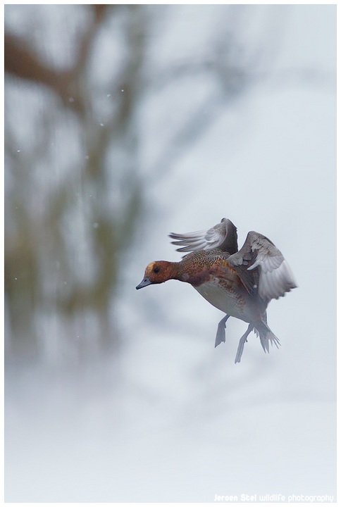 Eurasian Wigeon
