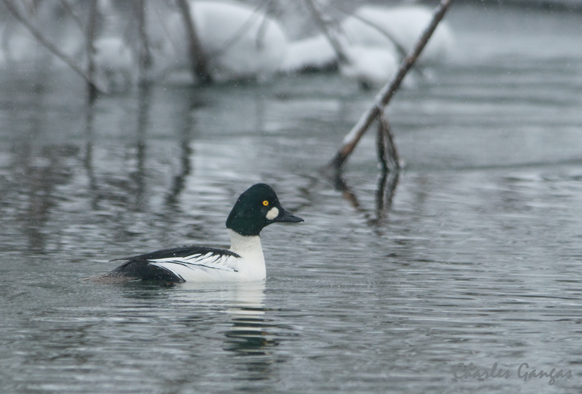 Common Goldeneye