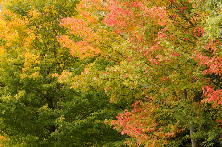 Autumn Pageant