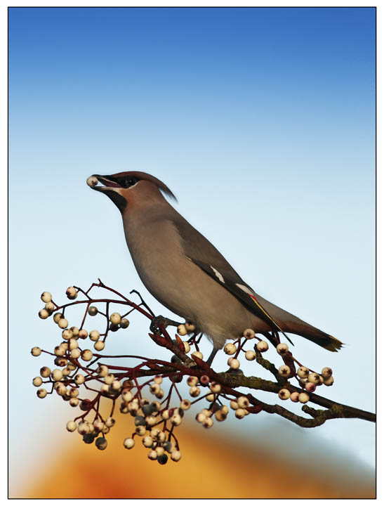 Waxwing number two & REPOST