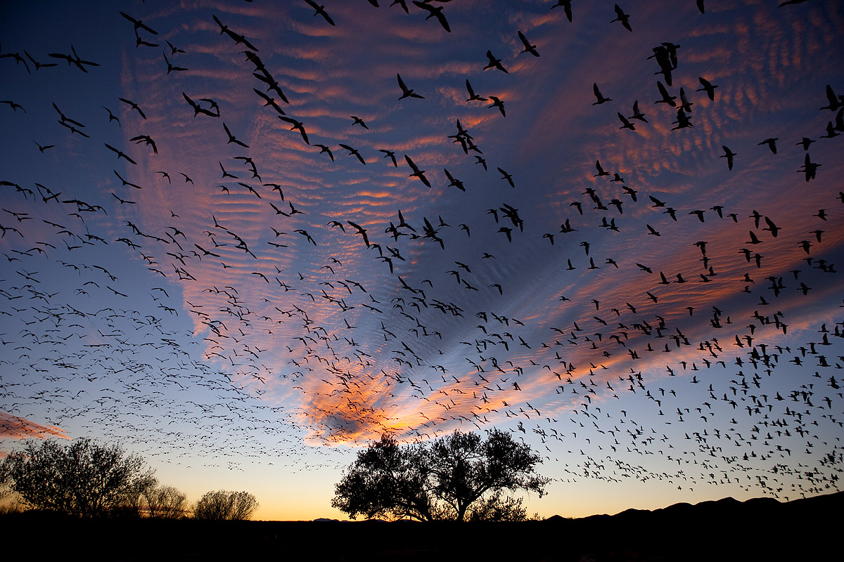 Snow Geese at Dusk