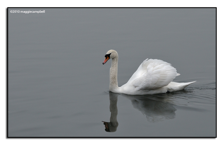 Mute Swan and reflection
