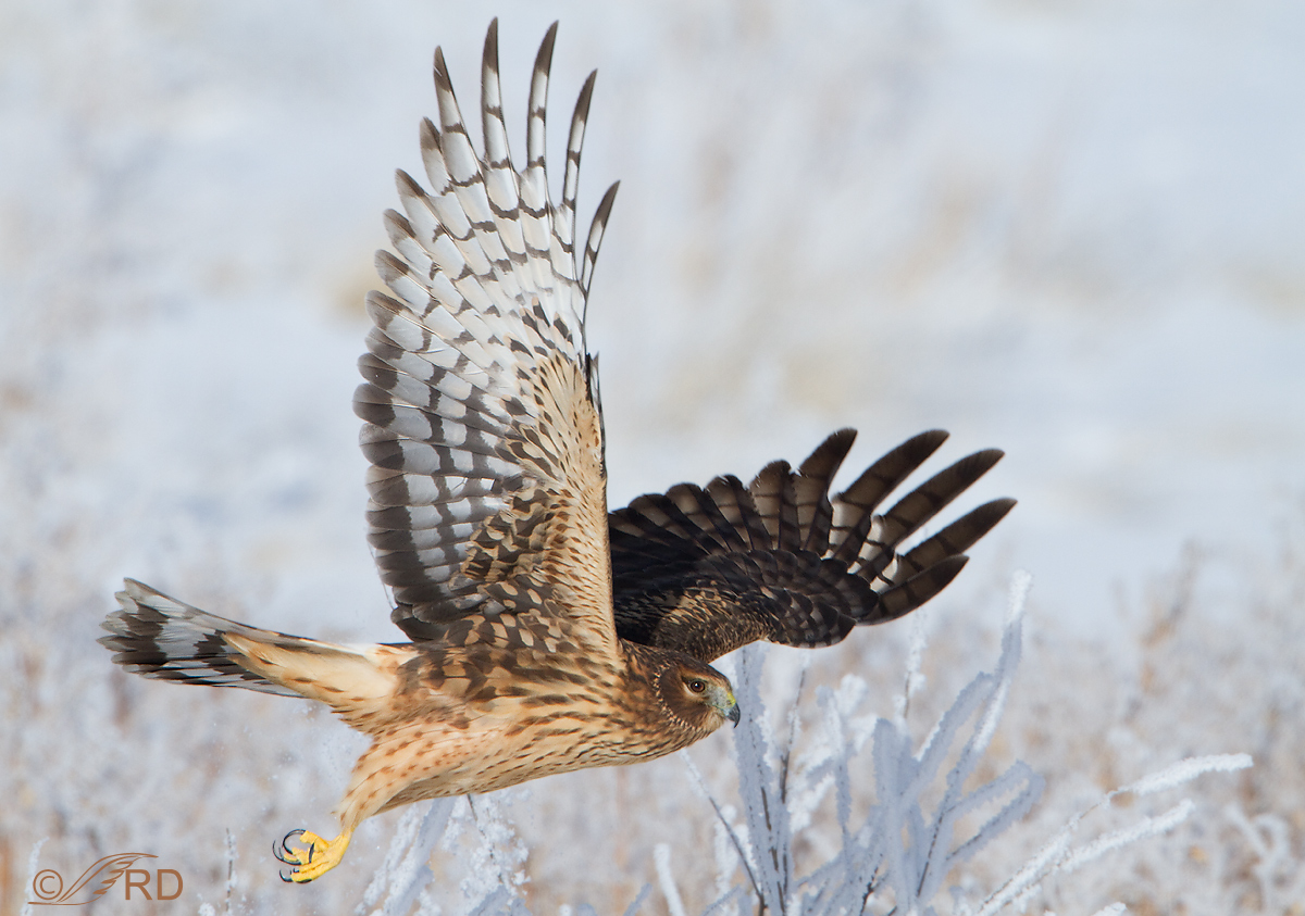Northern Harrier