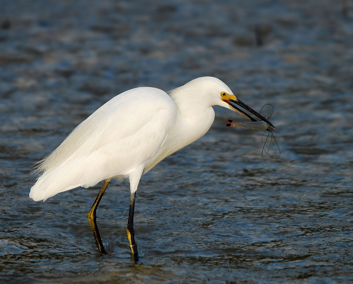 Egret and Shrimp