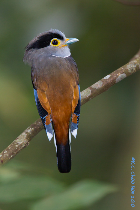 SilverBreasted Broadbill