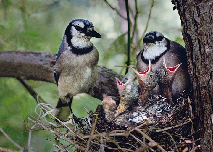 WC#461-Nesting Blue Jays