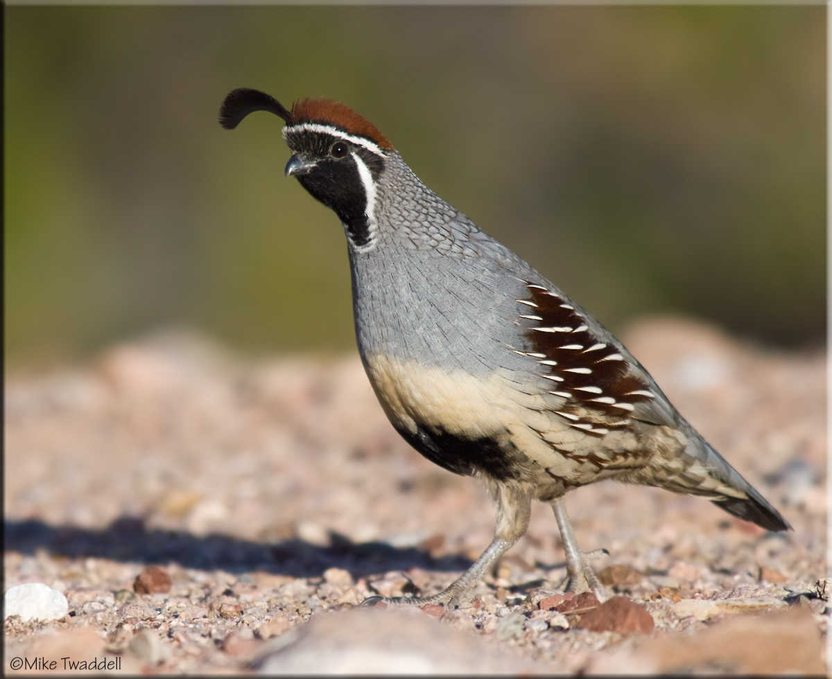 Gambel's Quail