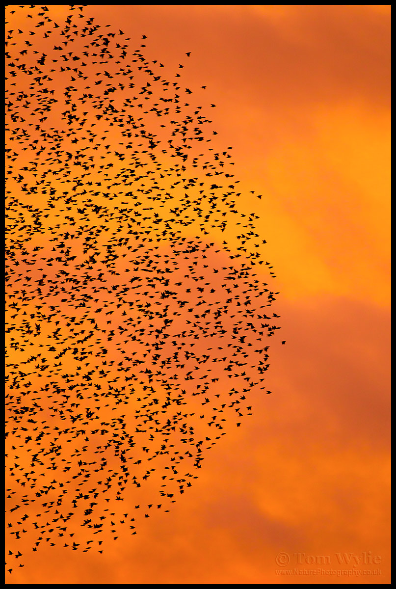 Solway Starlings