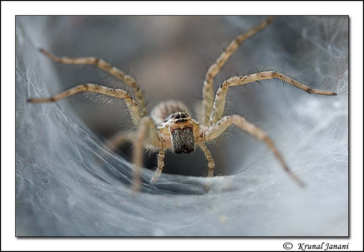 Funnel Spider
