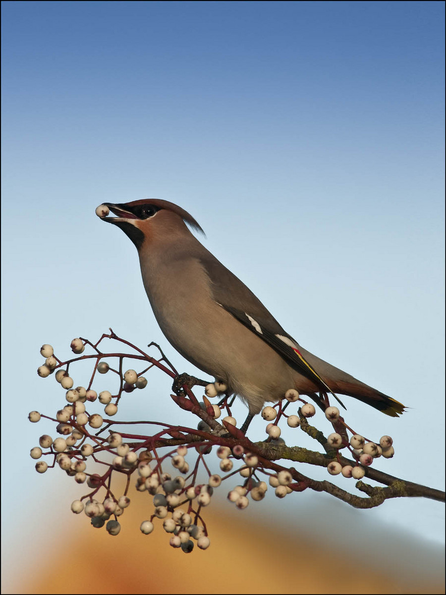 Waxwing