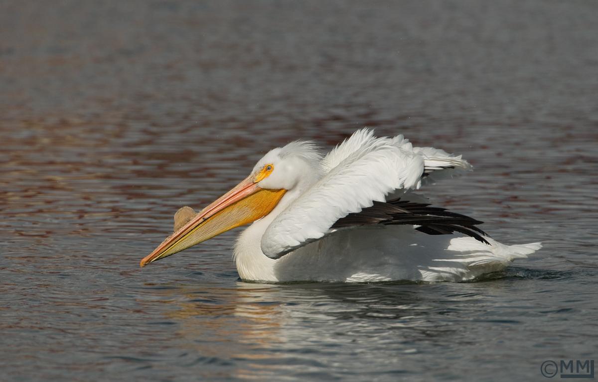 American White Pelican