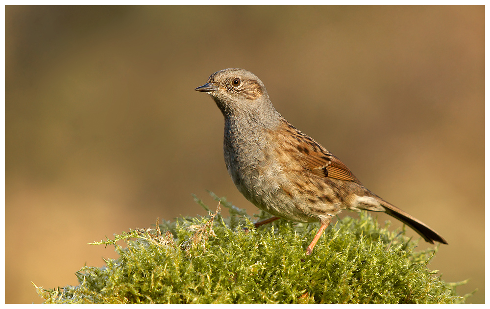 Dunnock on moss